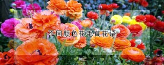 不同颜色花毛茛花语,第1图