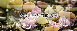 冬天叶插多肉能活吗,第1图