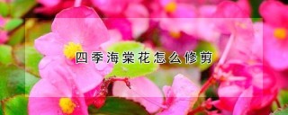 四季海棠花怎么修剪,第1图