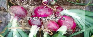 洋葱种子怎么种植方法,第1图