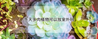 冬天多肉植物可以放室外吗,第1图