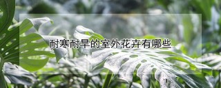 耐寒耐旱的室外花卉有哪些,第1图