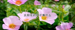 太阳花的叶子像什么,第1图