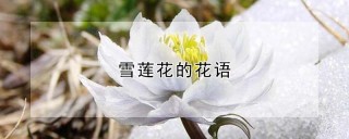 雪莲花的花语,第1图