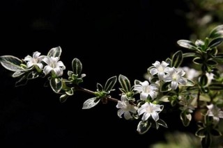 六月雪盆景修剪方法，切勿过度修剪,第6图