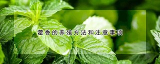 藿香的养殖方法和注意事项,第1图