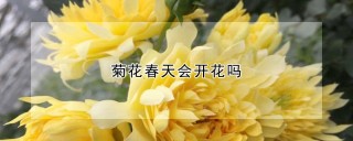 菊花春天会开花吗,第1图