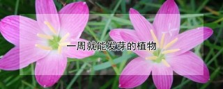 一周就能发芽的植物,第1图