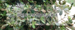 杜鹃花干枯掉叶怎么救活,第1图