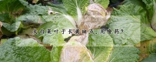 大白菜叶子长黄斑点,用啥药?,第1图