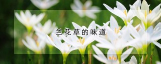 兰花草的味道,第1图