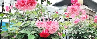 月季花墙铁网怎么固定,第1图