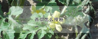 西瓜怎么授粉,第1图