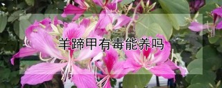 羊蹄甲有毒能养吗,第1图