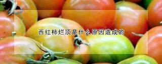 西红柿烂顶是什么原因造成的,第1图