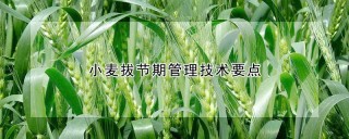 小麦拔节期管理技术要点,第1图