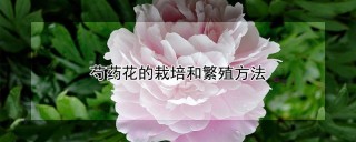 芍药花的栽培和繁殖方法,第1图