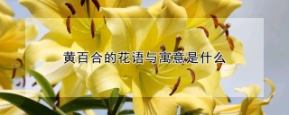 黄百合的花语与寓意是什么,第1图