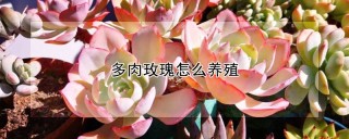 多肉玫瑰怎么养殖,第1图