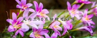 风雨兰10月份种可以吗,第1图