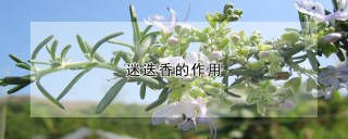 迷迭香的作用,第1图