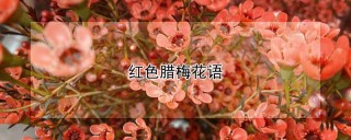 红色腊梅花语,第1图