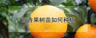 百香果树苗如何种植,第1图