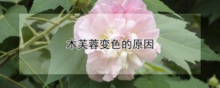 木芙蓉变色的原因,第1图