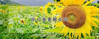 向日葵要醒花吗,第1图