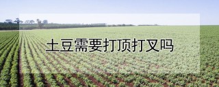 土豆需要打顶打叉吗,第1图