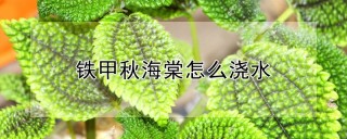 铁甲秋海棠怎么浇水,第1图