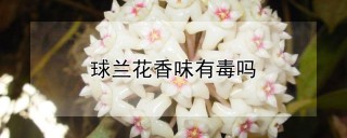 球兰花香味有毒吗,第1图