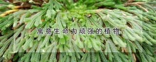 寓意生命力顽强的植物,第1图