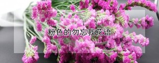 粉色的勿忘我花语,第1图