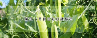 豌豆12月份还可以播种吗,第1图