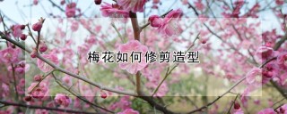 梅花如何修剪造型,第1图