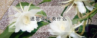 送昙花代表什么,第1图