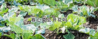 卷心菜会开花吗,第1图