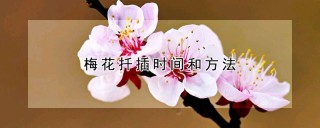 梅花扦插时间和方法,第1图