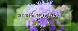 藿香黄叶的原因和处理办法,第1图