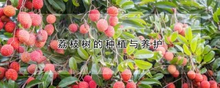 荔枝树的种植与养护,第1图