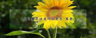 向日葵花语是什么意思 寓意,第1图