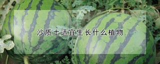 沙质土适宜生长什么植物,第1图