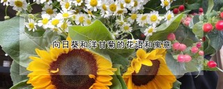 向日葵和洋甘菊的花语和寓意,第1图