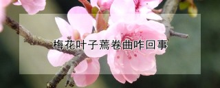 梅花叶子蔫卷曲咋回事,第1图