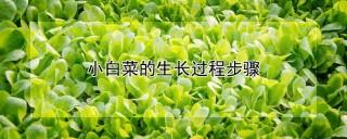 小白菜的生长过程步骤,第1图