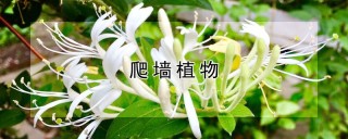 爬墙植物,第1图