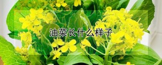 油菜长什么样子,第1图