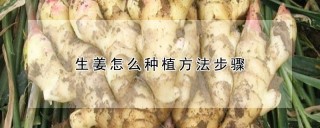 生姜怎么种植方法步骤,第1图