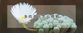 多肉开花怎么修剪,第1图